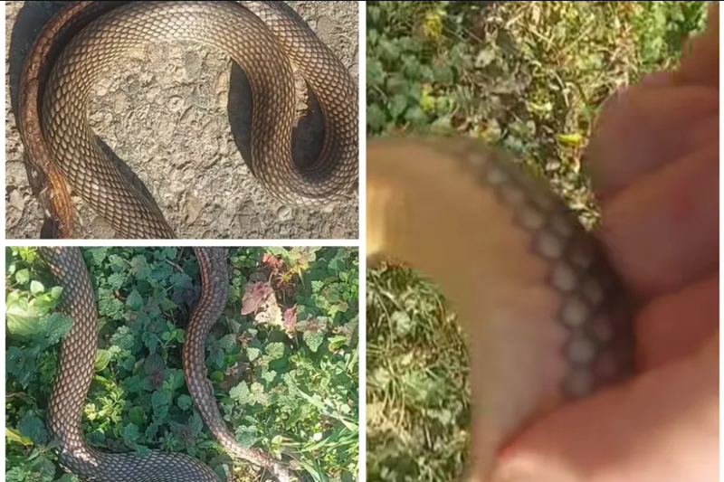 Bata iz Ražnja snimio prizor koji je zabrinuo Srbe: Smuk na putu usred februara – Naši stari verovali su da ovo nije dobar znak